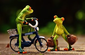 frogs-1701070_1920